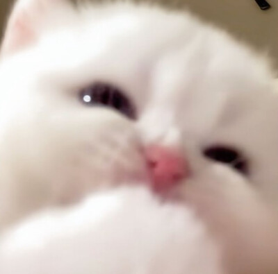 喵