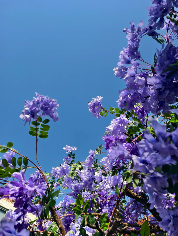 紫色系背景图 花朵背景图