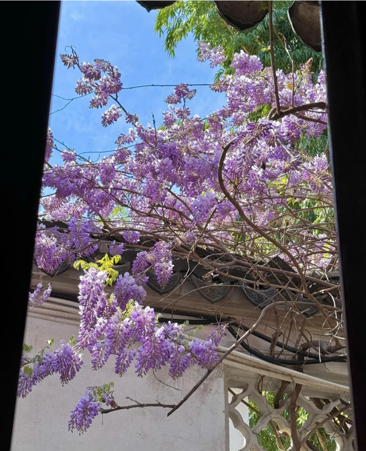 紫色系背景图 花朵背景图
