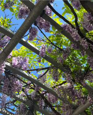 紫色系背景图 花朵背景图