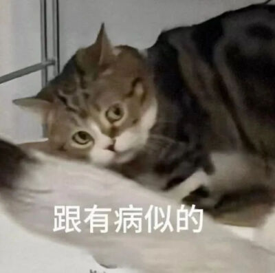 猫猫表情包