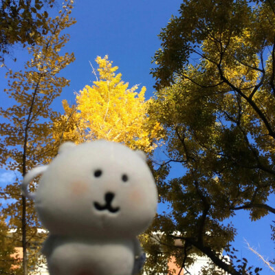 自嘲熊