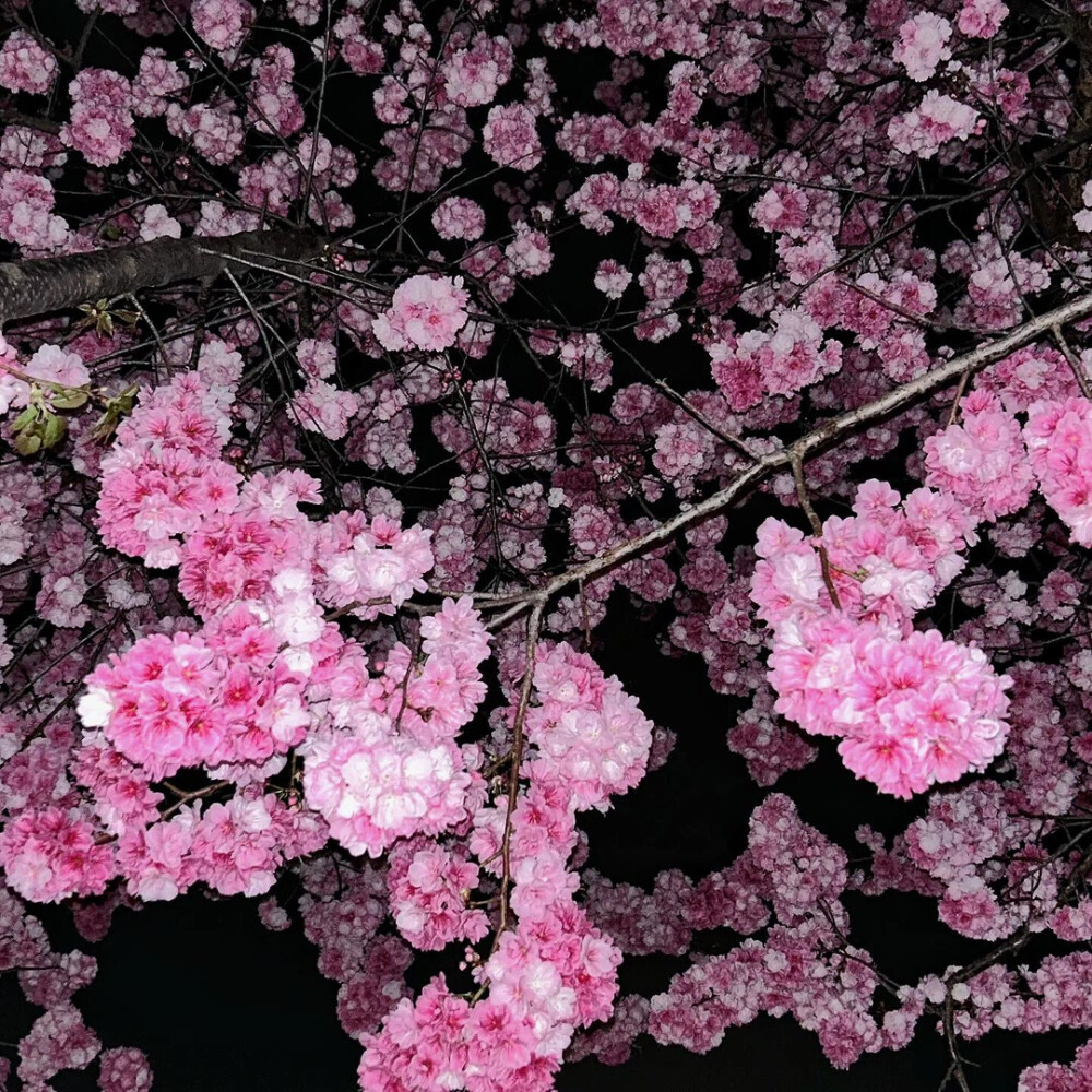 樱花背景图