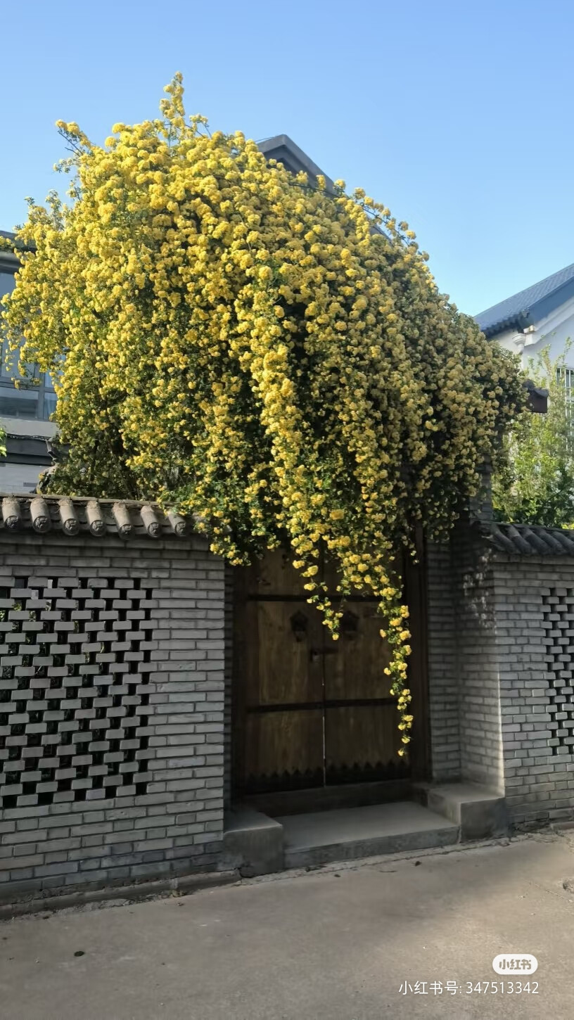 美
