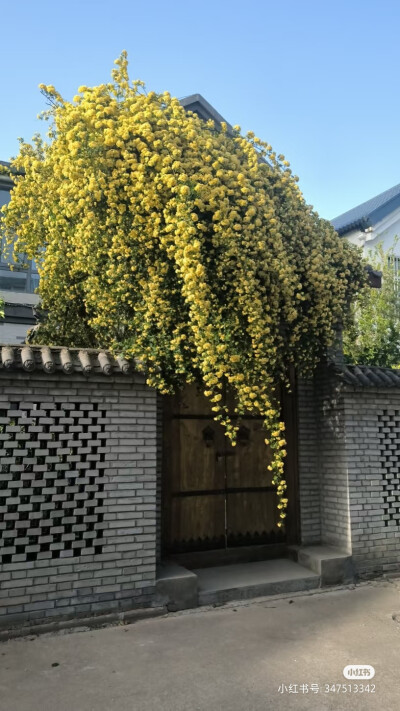 美