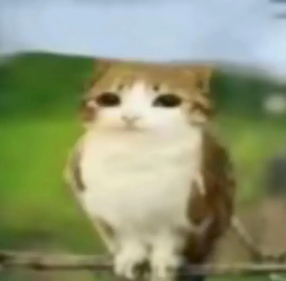 喵