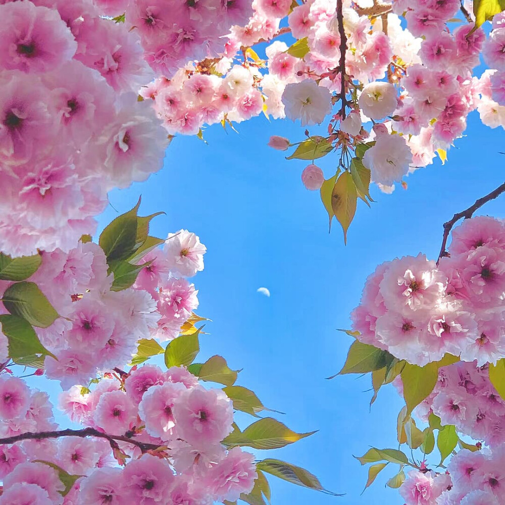 樱花背景图
