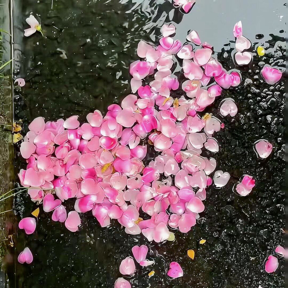 樱花背景图