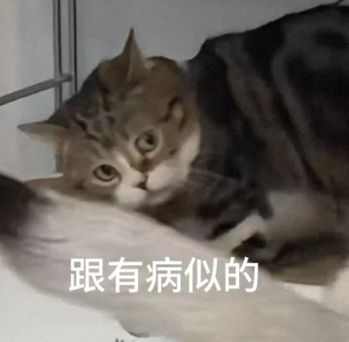 猫猫表情包