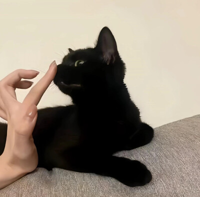 猫猫头像