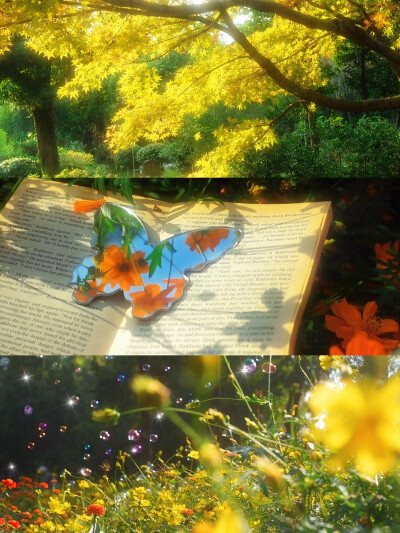 暖阳下的花影蝶踪