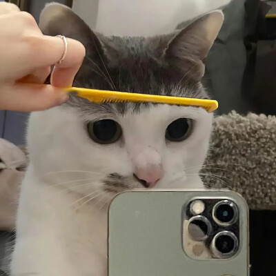 毛茸茸