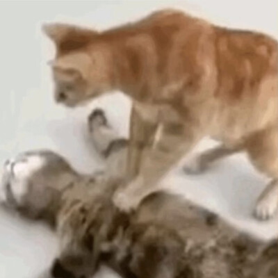 猫猫怪图