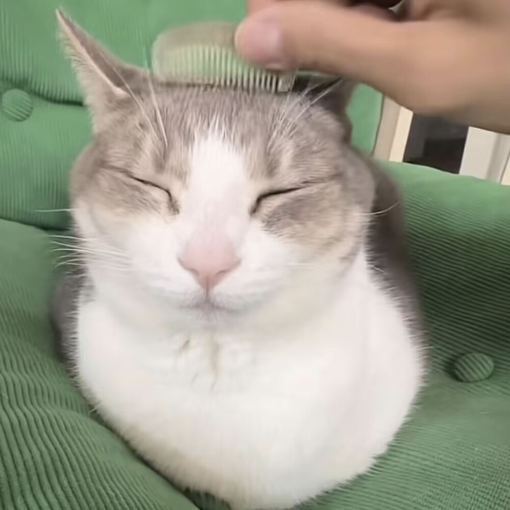 猫猫怪图