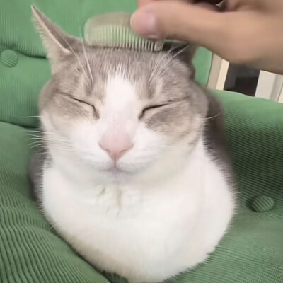 猫猫怪图