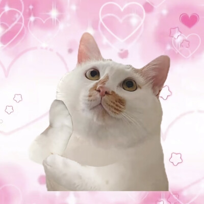 pink叨叨.