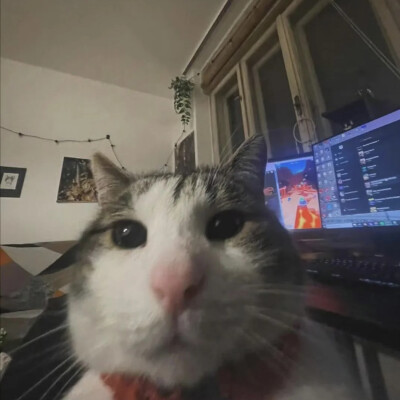 猫猫怪图
