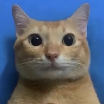 猫猫怪图