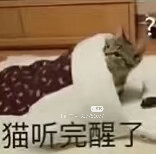 猫猫表情包