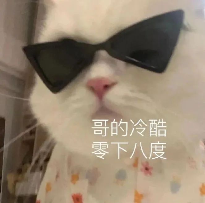 猫猫表情包