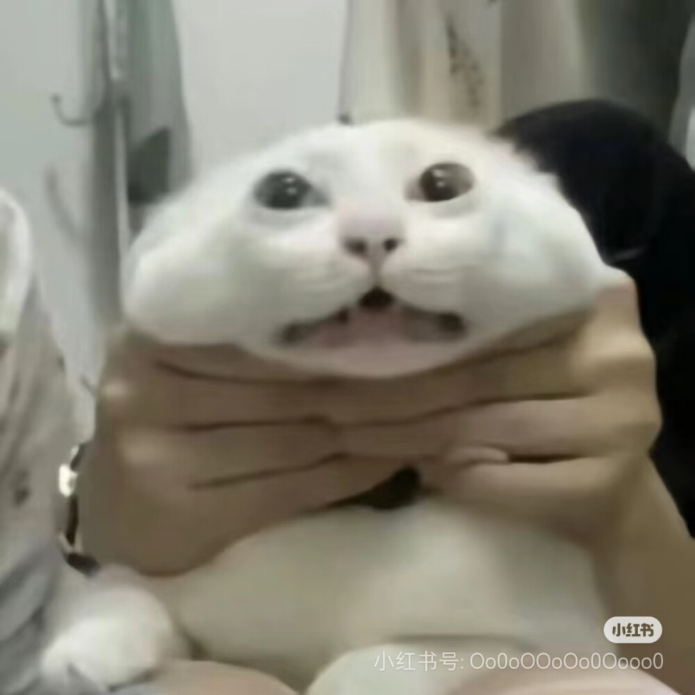 猫猫表情包