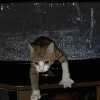 猫猫怪图