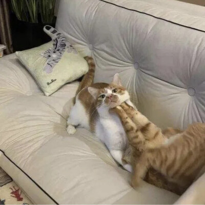 猫猫怪图