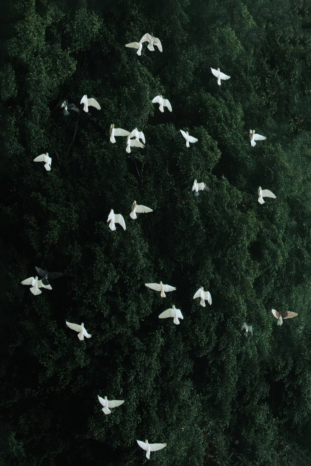来自一位抖音博主，忘记名字了，有知道麻烦评论区告诉一下。