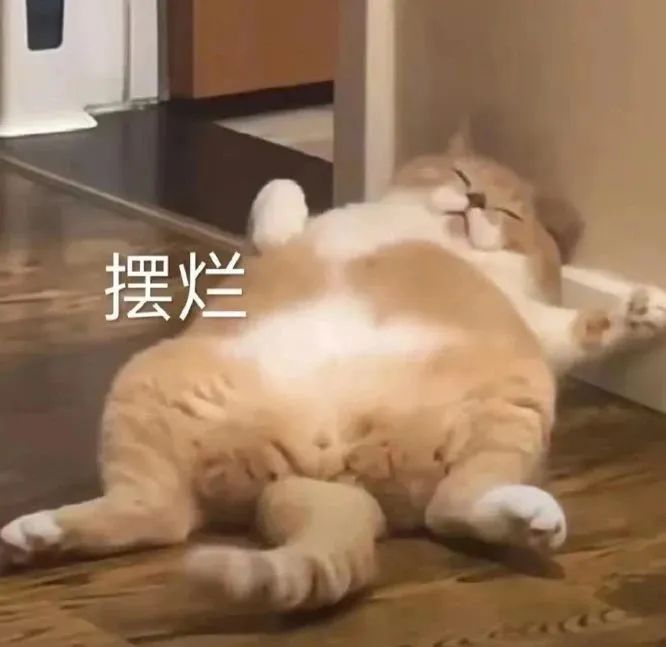猫猫表情包