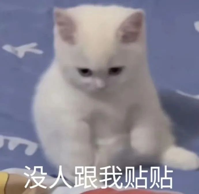 猫猫表情包