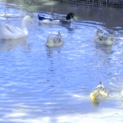 小王子和小狐狸