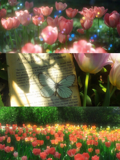 春日花境：蝶舞、书香与烂漫时光～