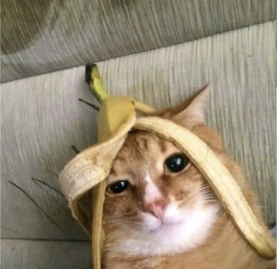 猫猫怪图