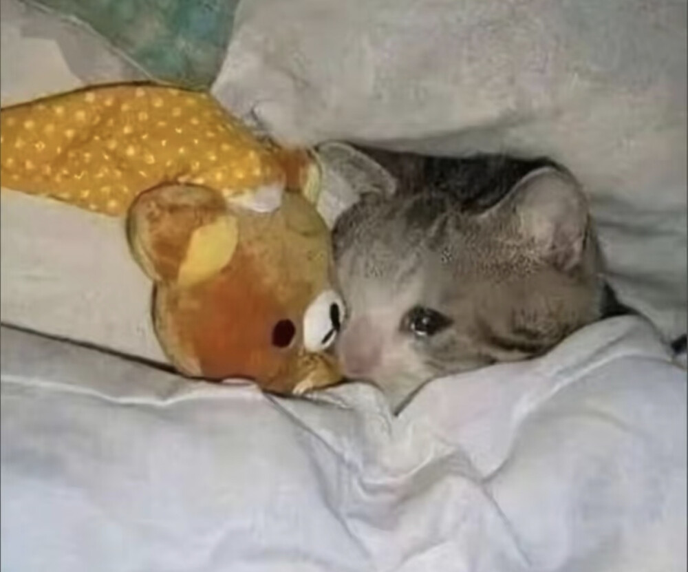 猫猫怪图