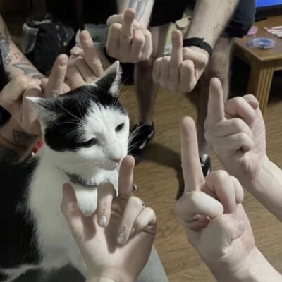 猫猫怪图