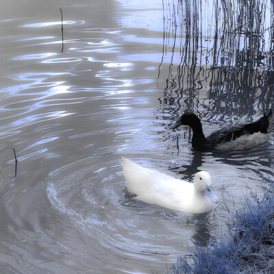 
1961*《布罗迪小姐的青春》、Muryl Spark