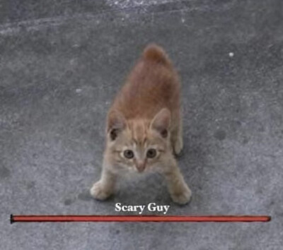 猫猫怪图