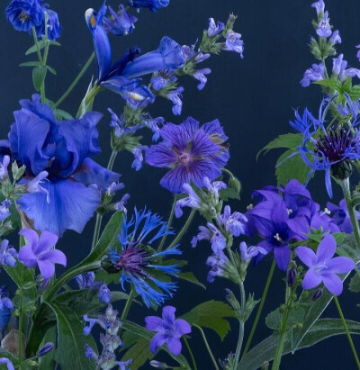花朵背景图
