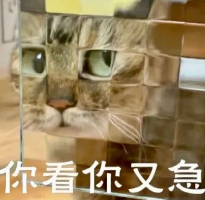 猫猫表情包