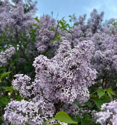 花朵背景图