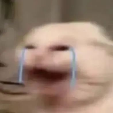 猫猫表情包
