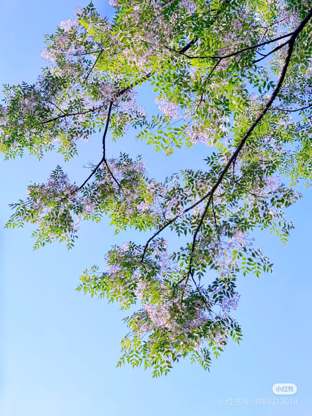 苦楝子花