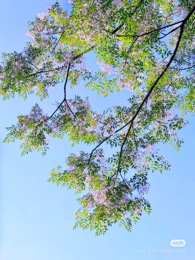 苦楝子花