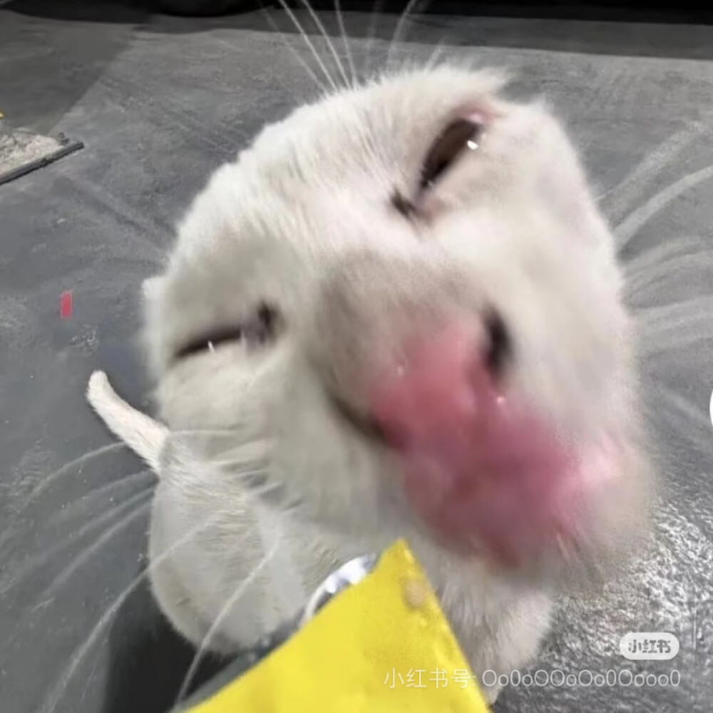 猫猫表情包