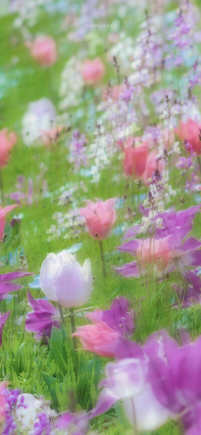 梦幻花园 ©overwater