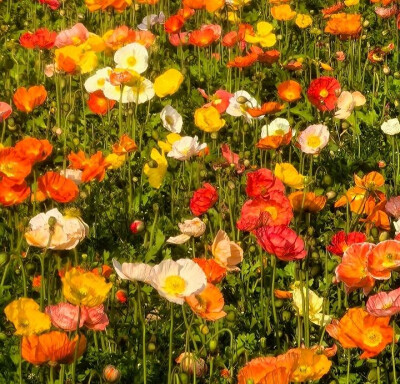 花朵背景图
