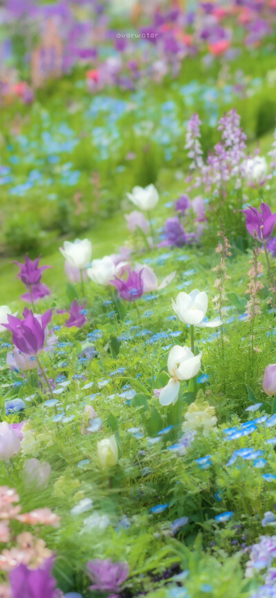 梦幻花园 ©overwater