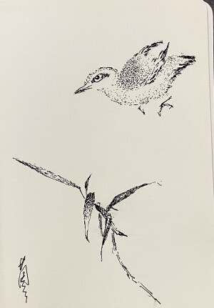 《针管笔点绘》