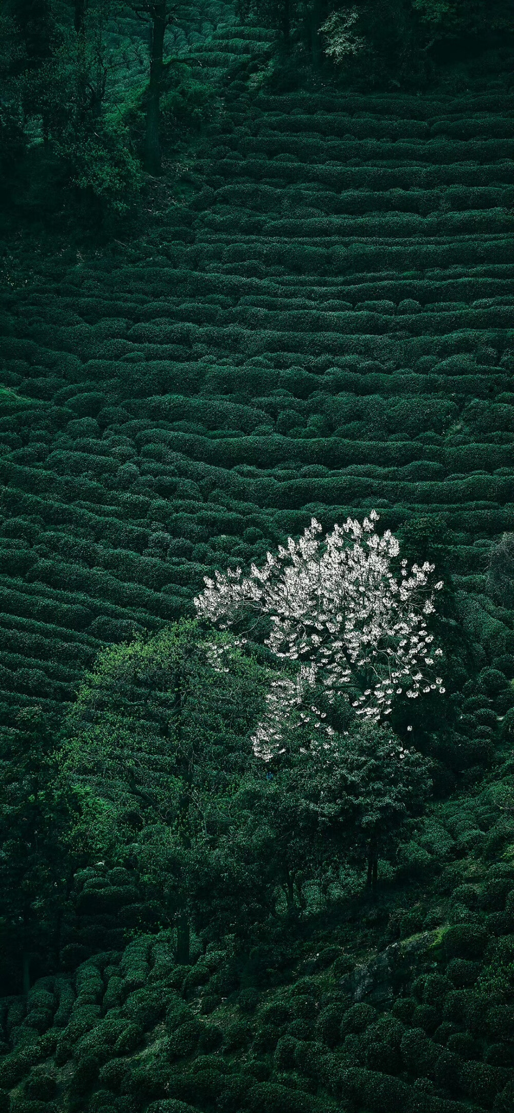 手机壁纸