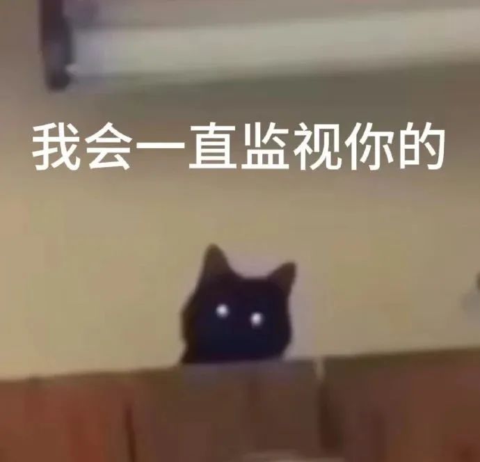 猫猫表情包